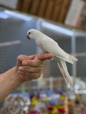 Quaker parrot