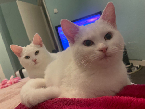 2 Female Kittens