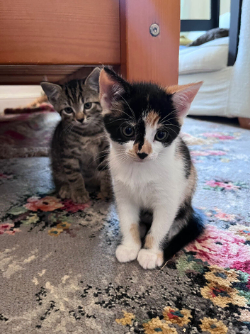 3 beautiful friendly kittens.
