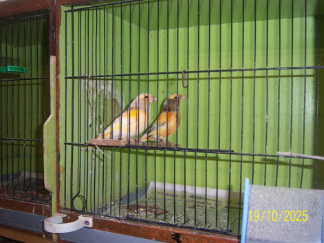 GREENFINCHES PIED