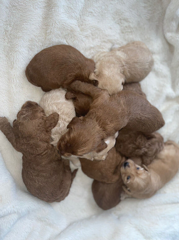 F2 Cockapoo Puppies &ndash; 3 Boys & 5 Girls,