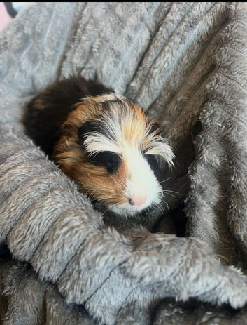 2guinea pigs