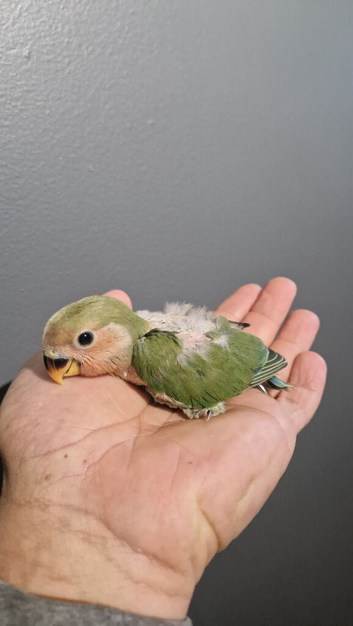 Baby love bird