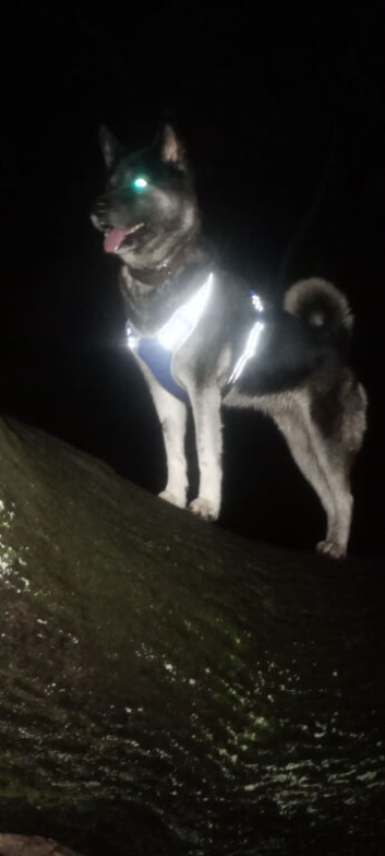 Looking to breed my Akita mix.