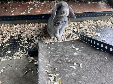 Adorable little lops