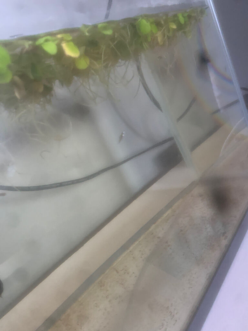 Baby variatus platies for sale