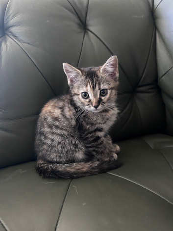 Bengal x British shorthair