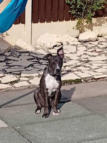 RESERVED 10 month old bull lurcher