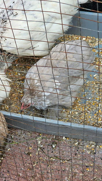 Beautiful, Fluffy Lavender Pekin Bantam Hen