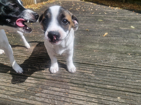 12 week old male