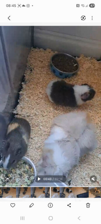 3 male guineapigs and cage