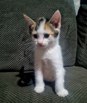 Kittens