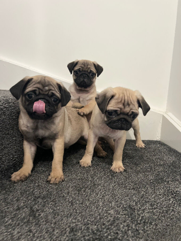 Pug puppies