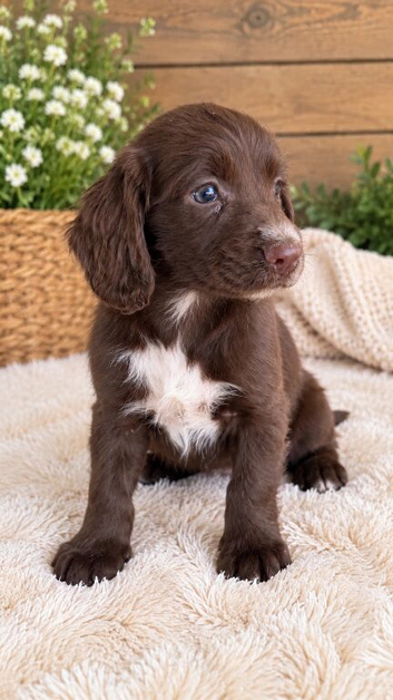 Cocker spaniel pups
