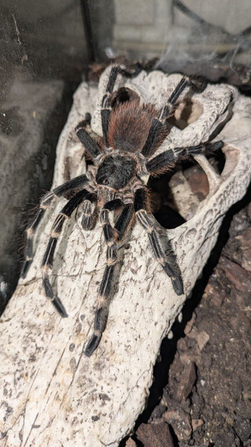 Vitalius Chromatus (formerly Nhandu)