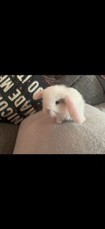 REW French lop doe. Ready 30th October