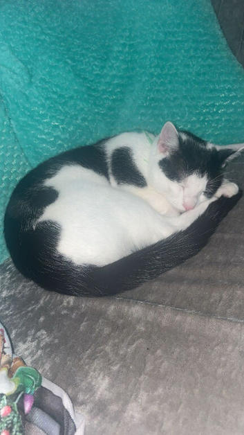 11months old Cat