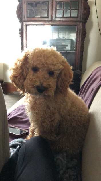 Stunning F2 Cockapoo puppies