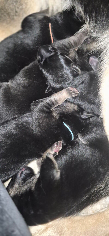 East european shepherd puppies