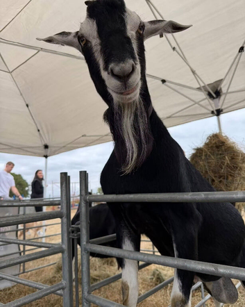 BGS registered British alpine billy goat stud loan