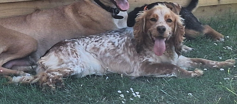 Female cocker spaniel