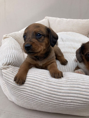 2 beautiful doxiepoos.