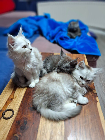 4 lovely maine coon kittens available!
