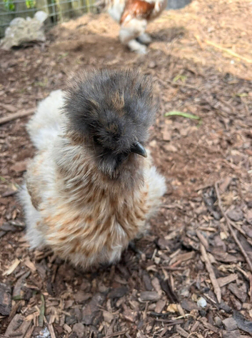 Silkies Fertile Eggs,Chicks,Pullets