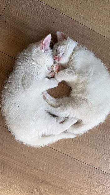 10weeks old kittens