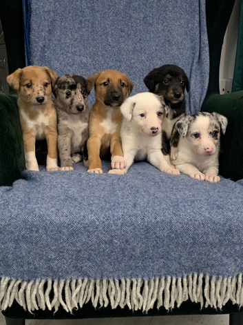 Blue Merle Collie X Lurcher puppies
