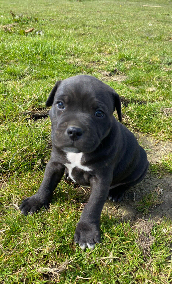 Staff puppies
