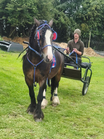 Quick hitch harness and cart