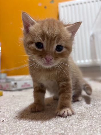 3 Beautiful BSH x Ragdoll mix kittens
