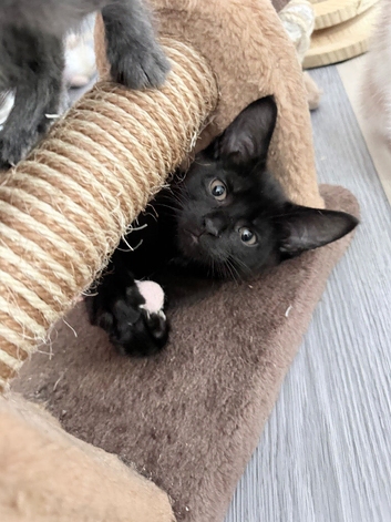 Maine coon x black and white kittens
