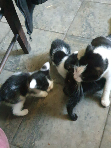 Three black and white kittens