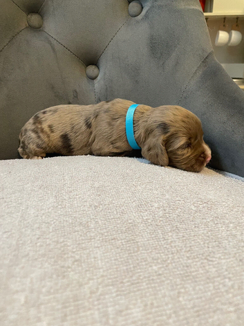 Working  cocker spaniel pups