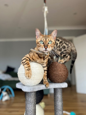 Female bengal
