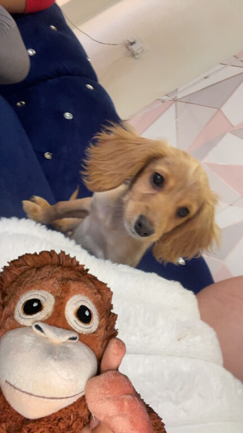 Cockapoo apricot