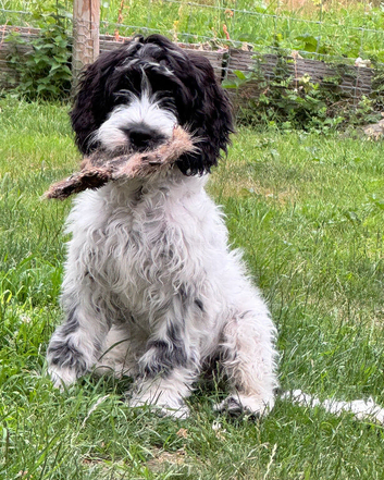 Cockapoo Boy for Rehome