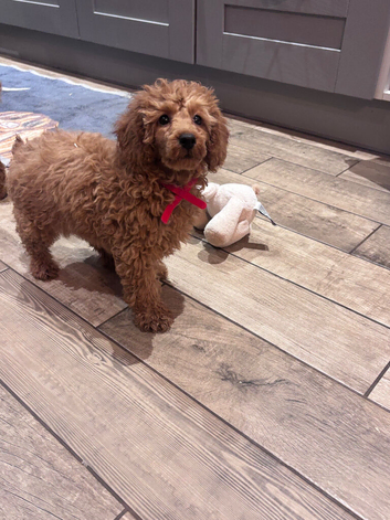 KC reg Min Poodle Puppies