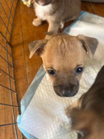 Jack x chi puppies!