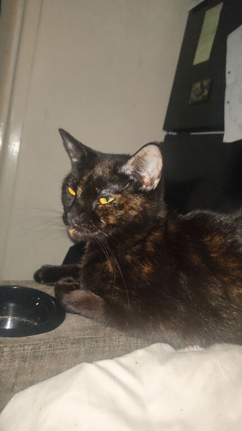 Tortoishell 2 year old girl asap