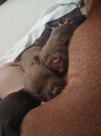 Staff x patterdale