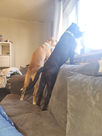 Boxmass x cane corso puppies