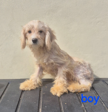 Beautiful boy cockapoo puppy