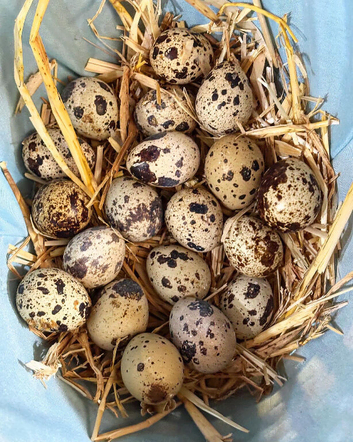 Quail Hatching Eggs