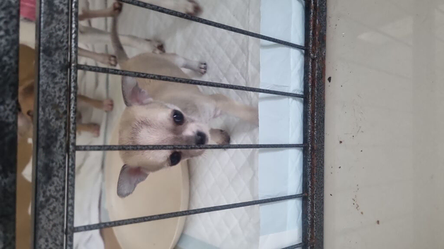 Chihuahua puppies for sale