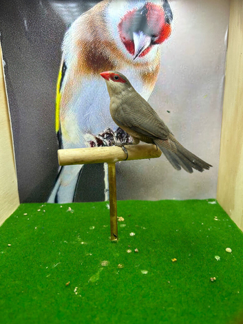 Female Common waxbill