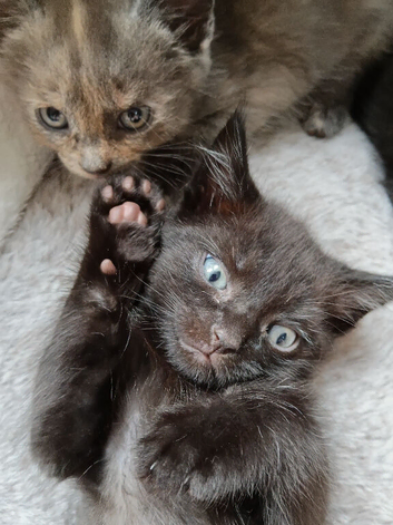 Only one boy left available good home needed
