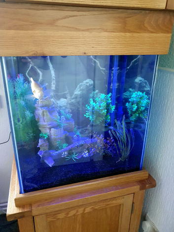 2x Oscar fish